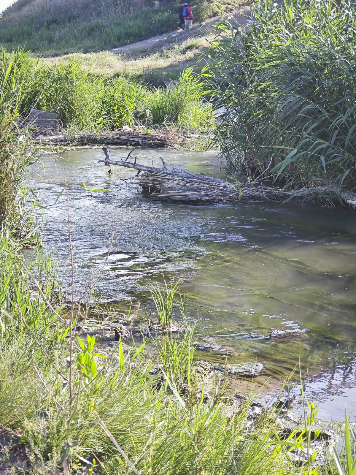 Водоём с травянистым берегом